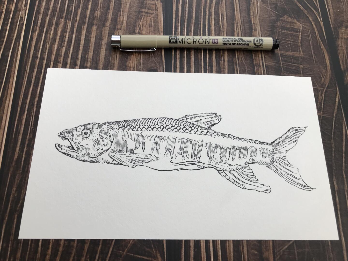 绘画素材一金鱼 钢笔线稿