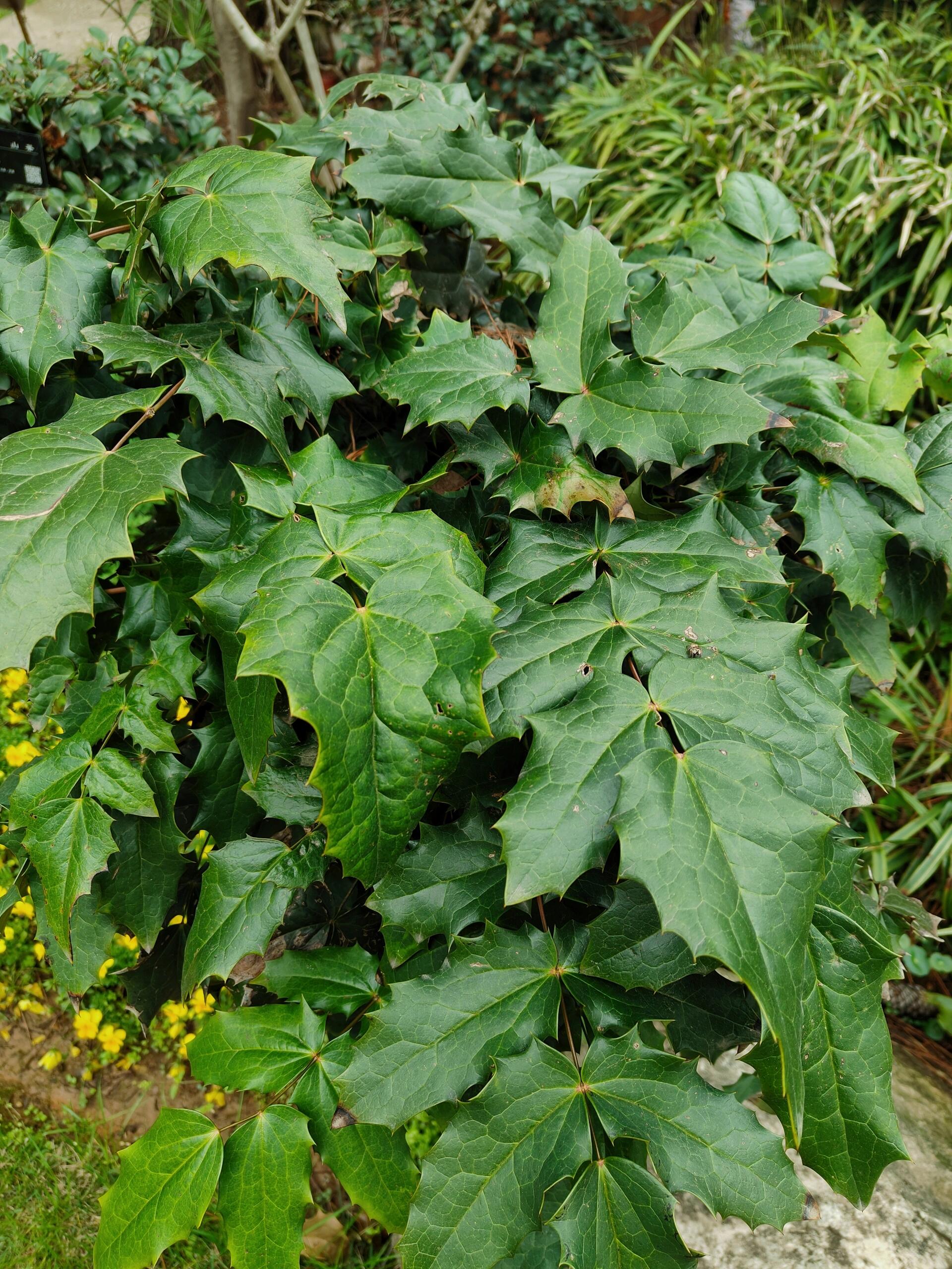 阔叶十大功劳 阔叶十大功劳(mahonia bealei(fortune carr.