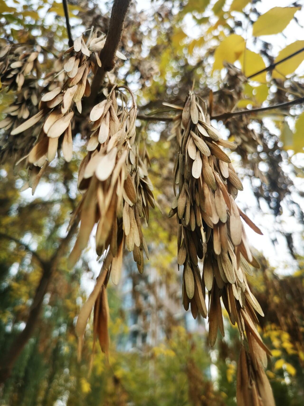 白蜡树果实图片