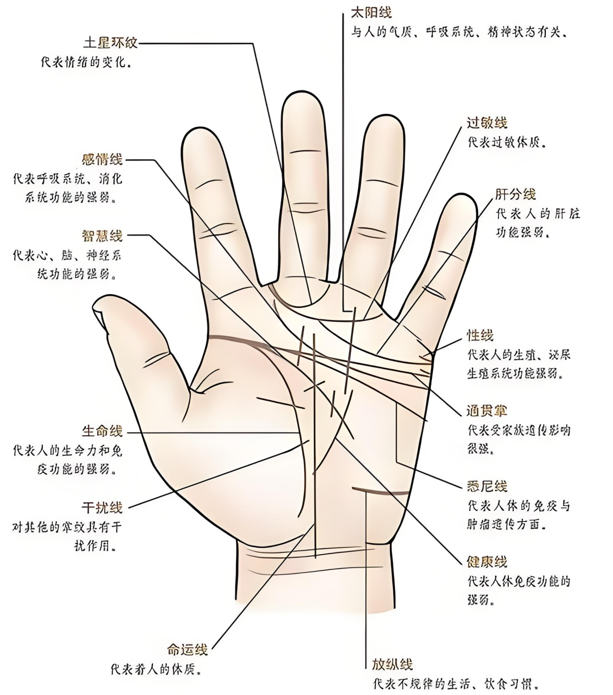 紫微斗数中的四种富贵手相