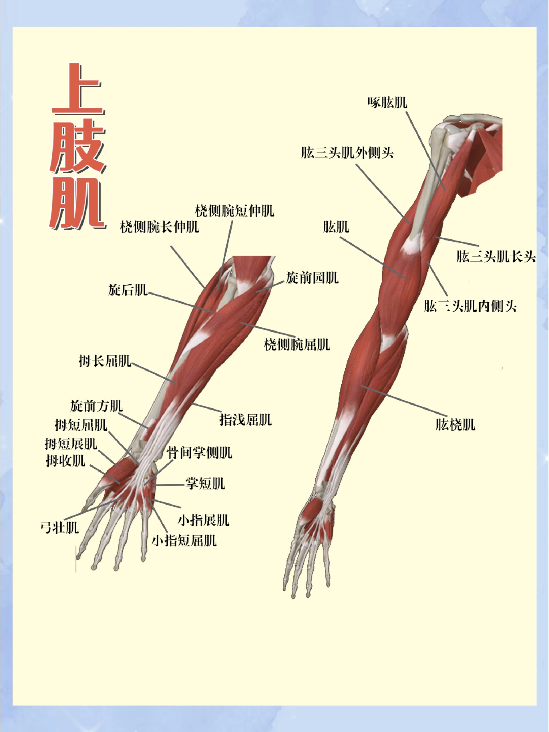 维萨里3d解剖——上肢肌