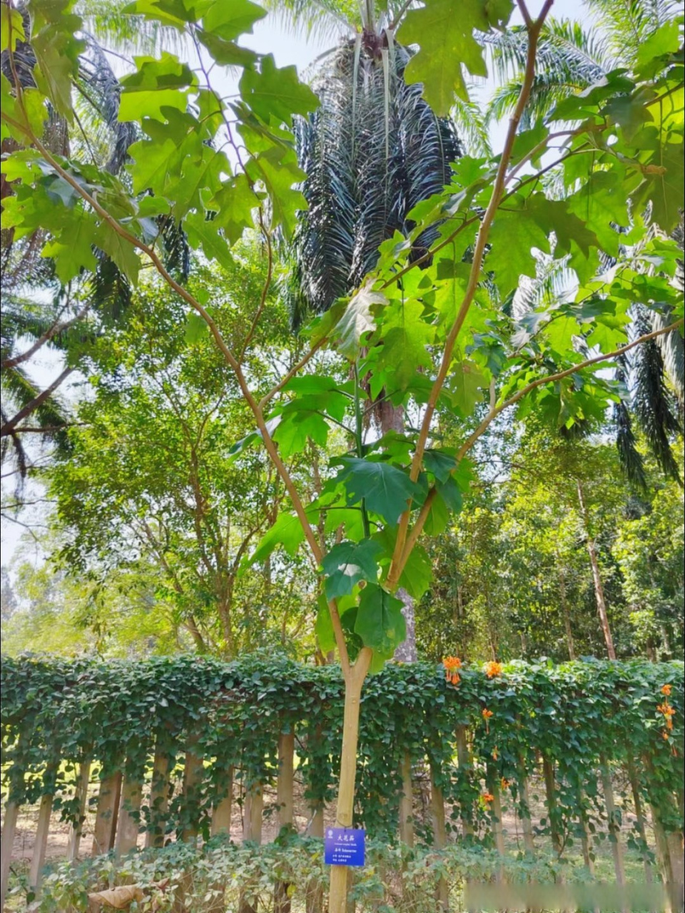 大花茄,又叫木番茄,茄科茄属常绿灌木,小乔木植物,原产于南美洲地区