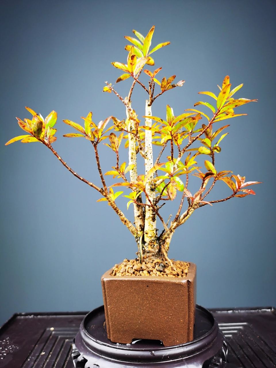 水杨梅真的是新手入门的首选 见水就能活 水培土培都可以 春天开花