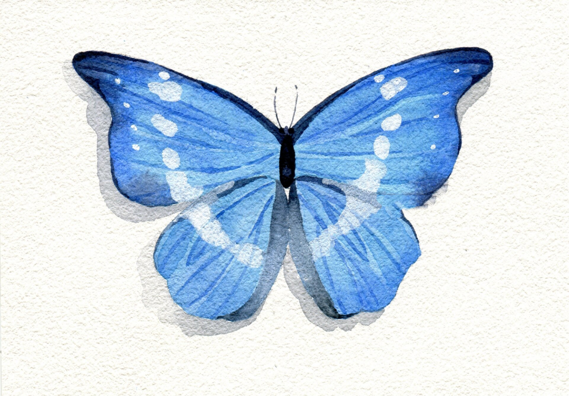 水彩昆虫03光明女神蝶 刷到了@specimen 观蝶 的漂亮蝴蝶 赶紧画了