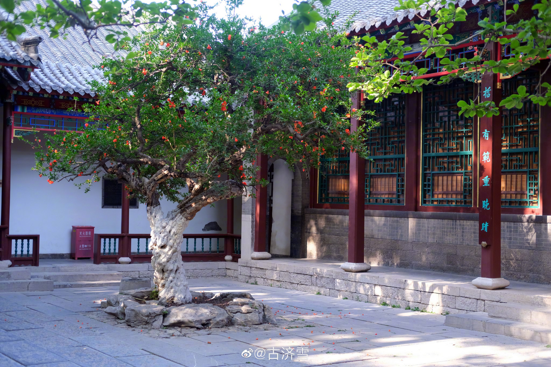 最in山东打卡地#  济南趵突泉万竹园石榴花! via古济雪