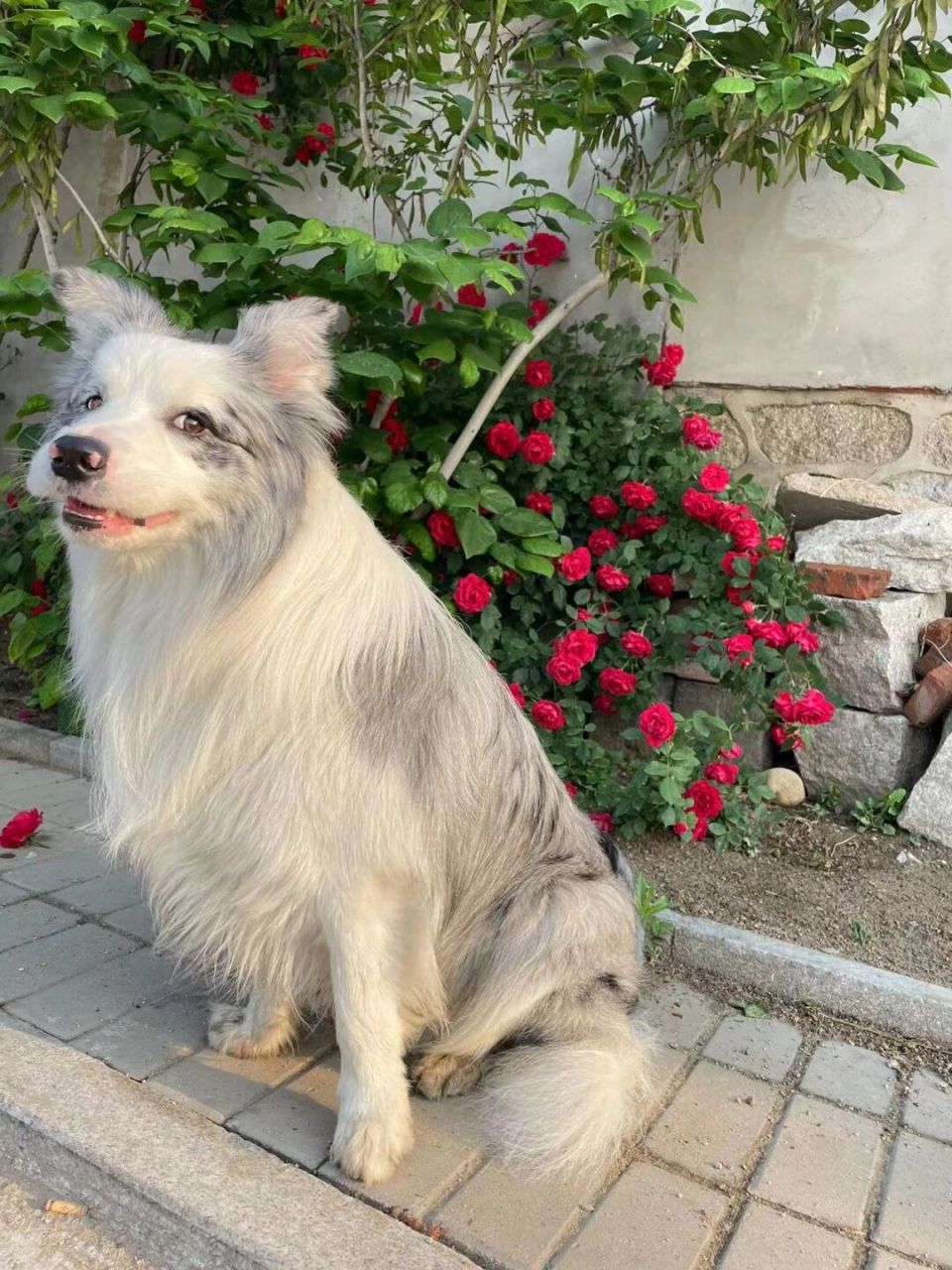 漂亮的蓝陨石边牧98 #边牧# #边牧幼犬# #边境牧羊犬