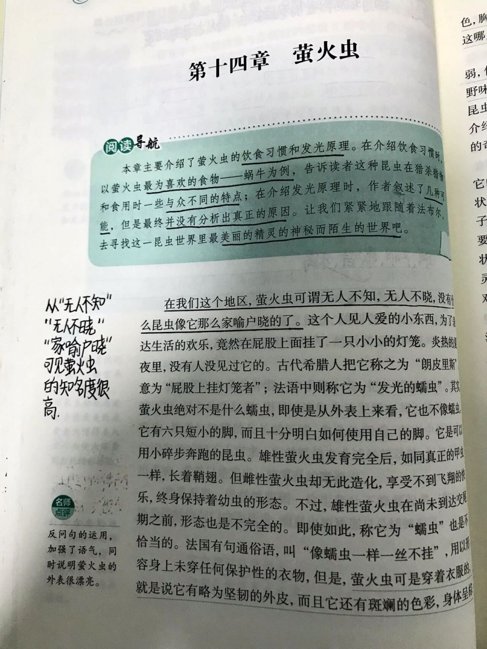 昆虫记十四章《萤火虫》批注(上)