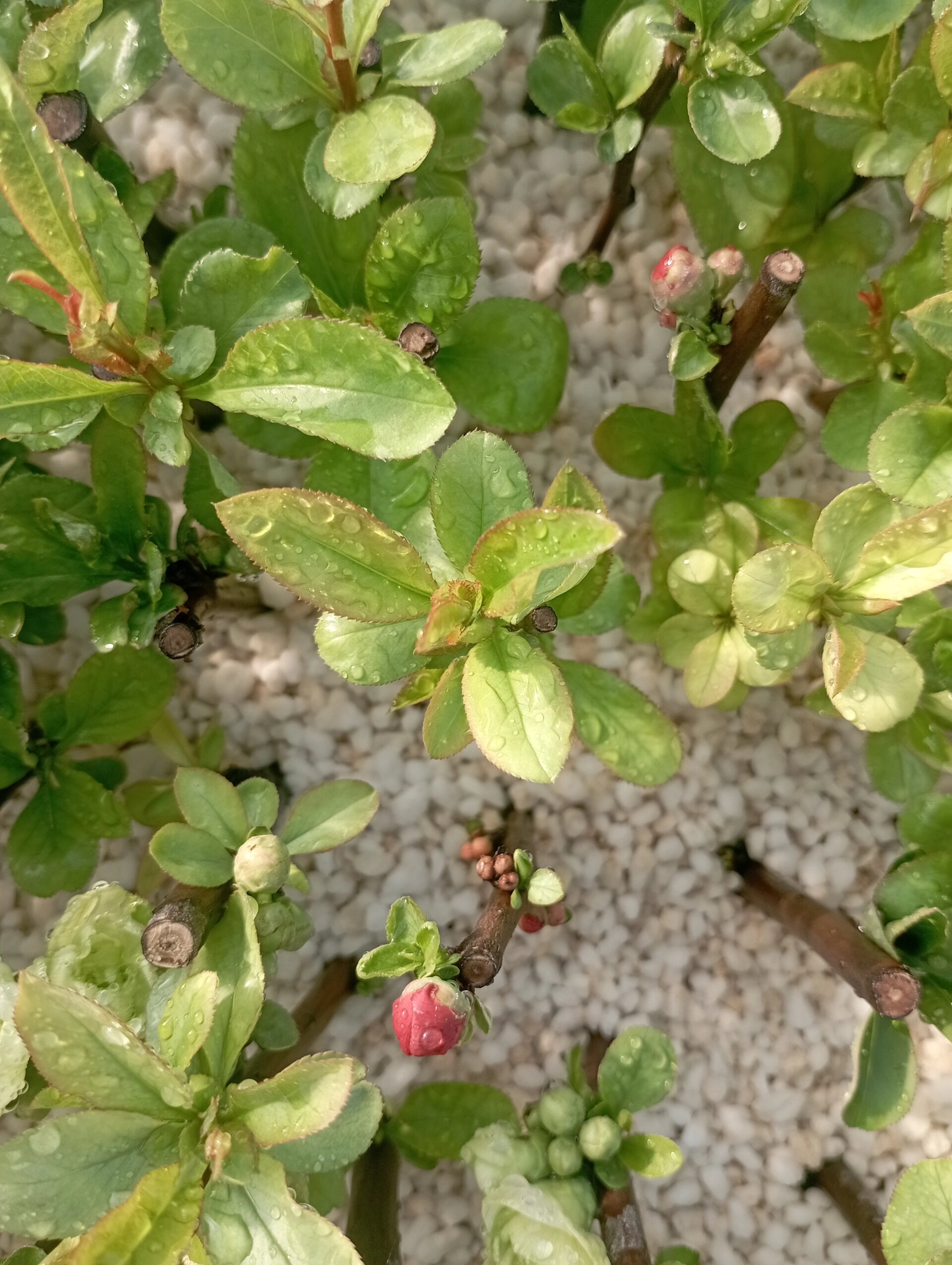 东洋锦海棠花苞颜色图片