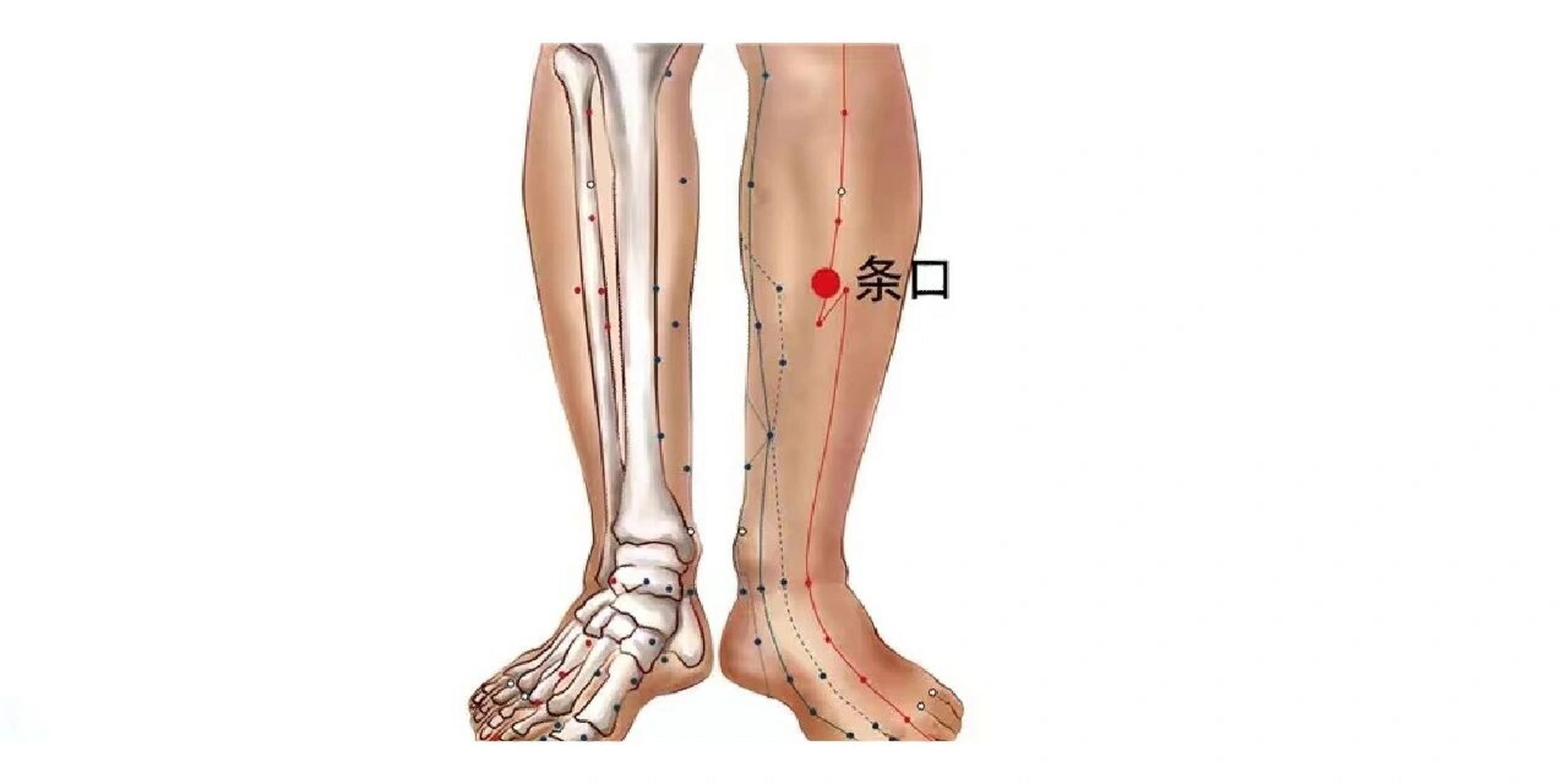 在胚骨前肌中,有胚前动,静脉,布有胖肠外侧皮神经及隐神经的皮支,深层