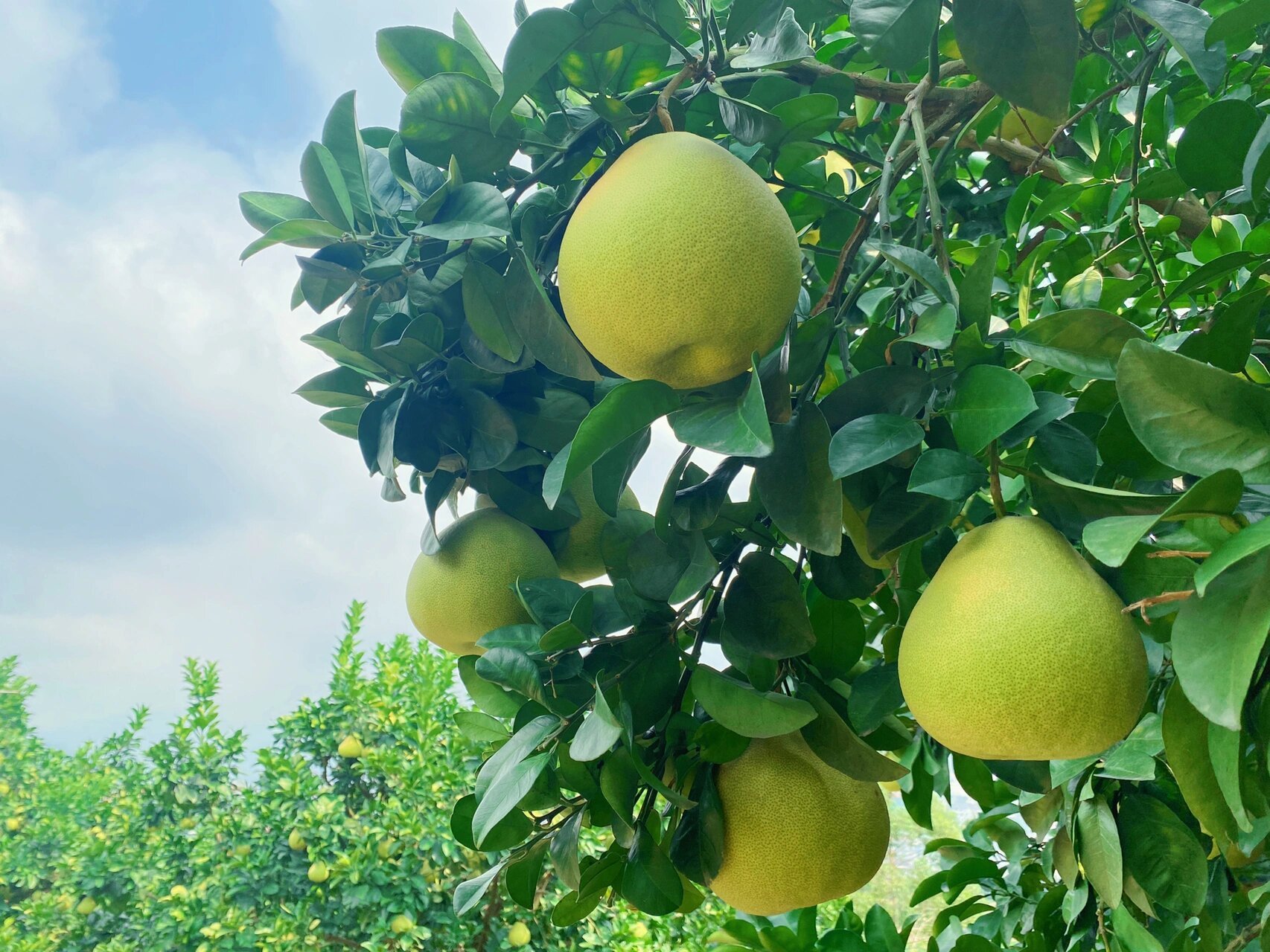 度尾文旦柚即将采摘啦!