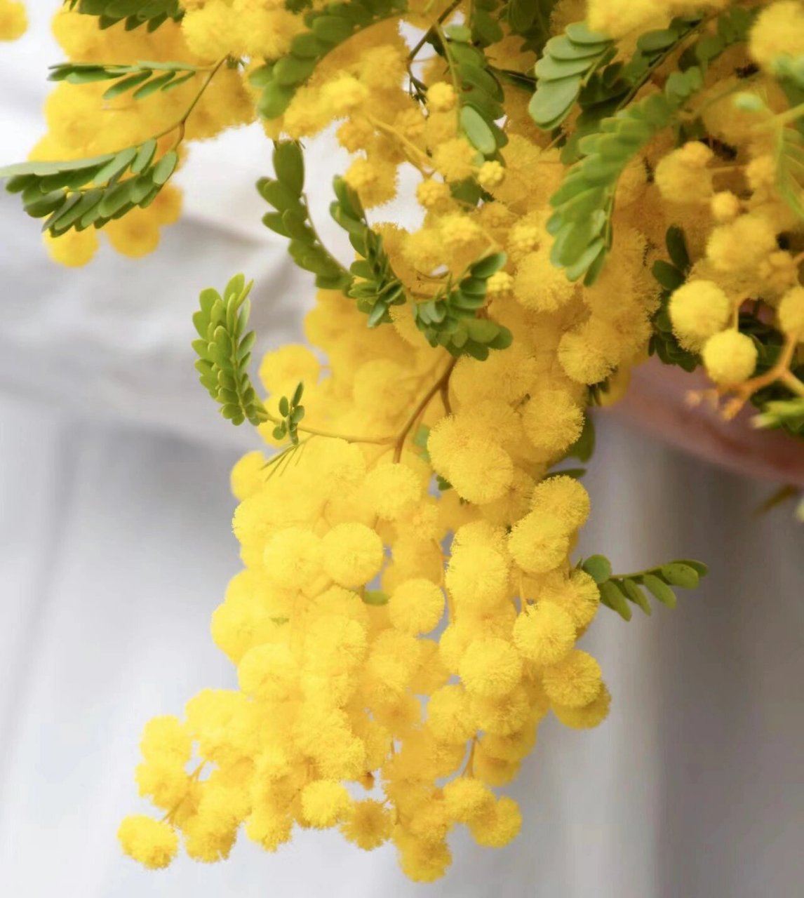 每日一个花材分享|金合欢 07金合欢 豆科金合欢属灌木,别名"鸭皂树