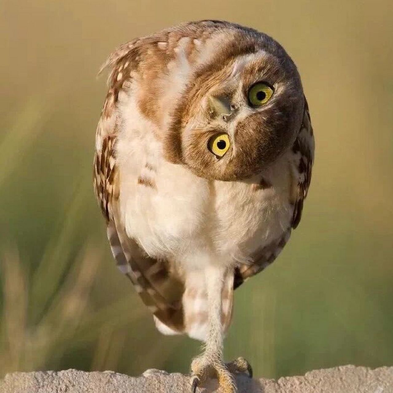 总爱歪头的猫头鹰,不担心得颈椎病么? 你注意过吗?