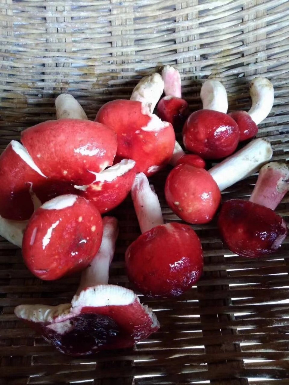 云南纯野生大红菇月子菇 红菇这种野生菌没有什么高大上的名字,只因它