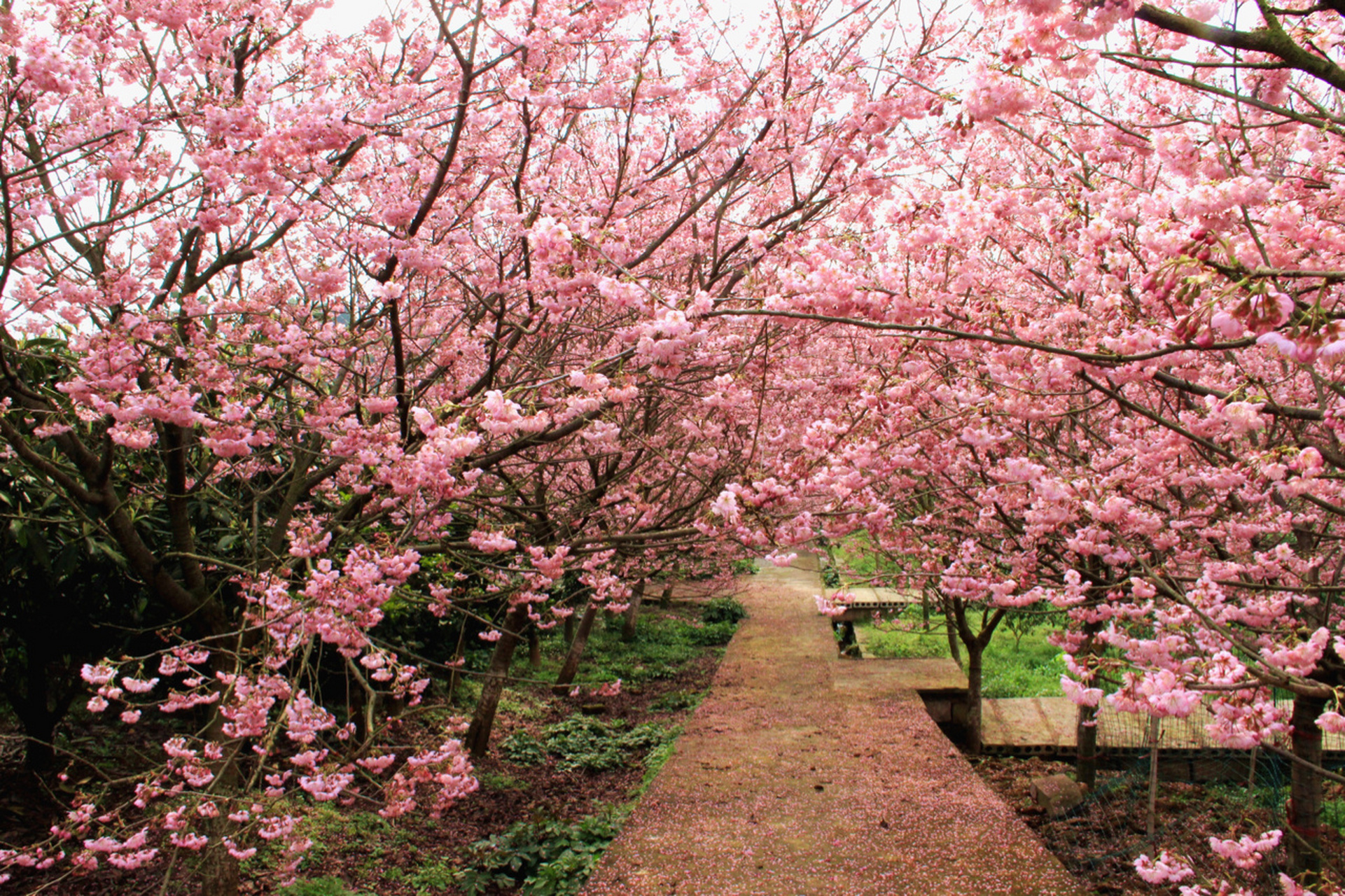 重庆北碚最早的樱花开了!