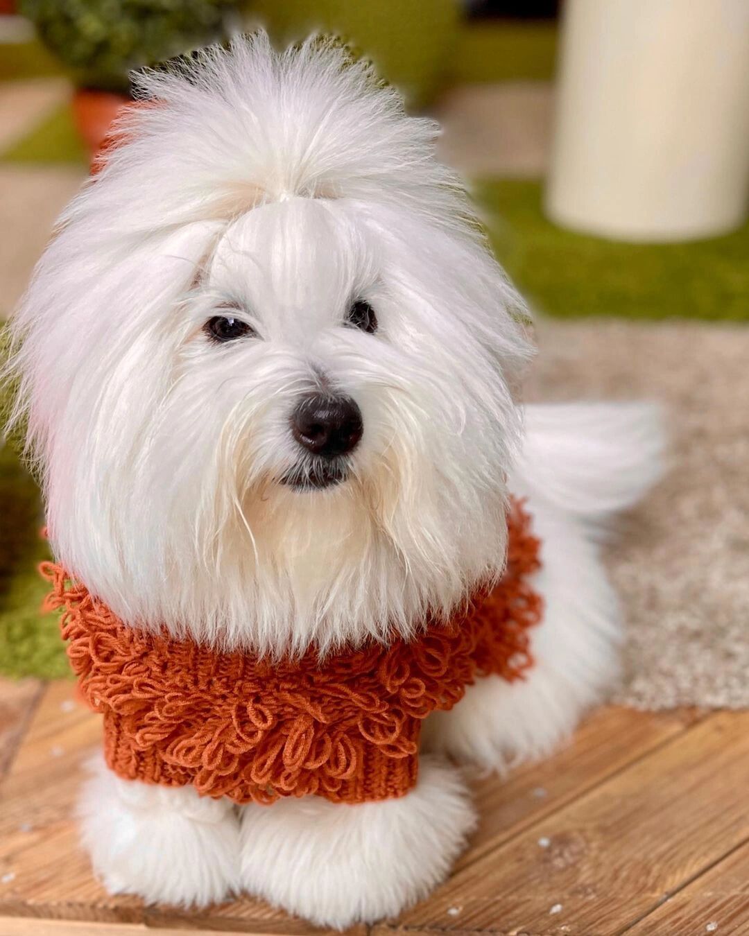 请你查收这个小憨憨(棉花面纱犬) 这个修狗以后国内会火,你信吗?