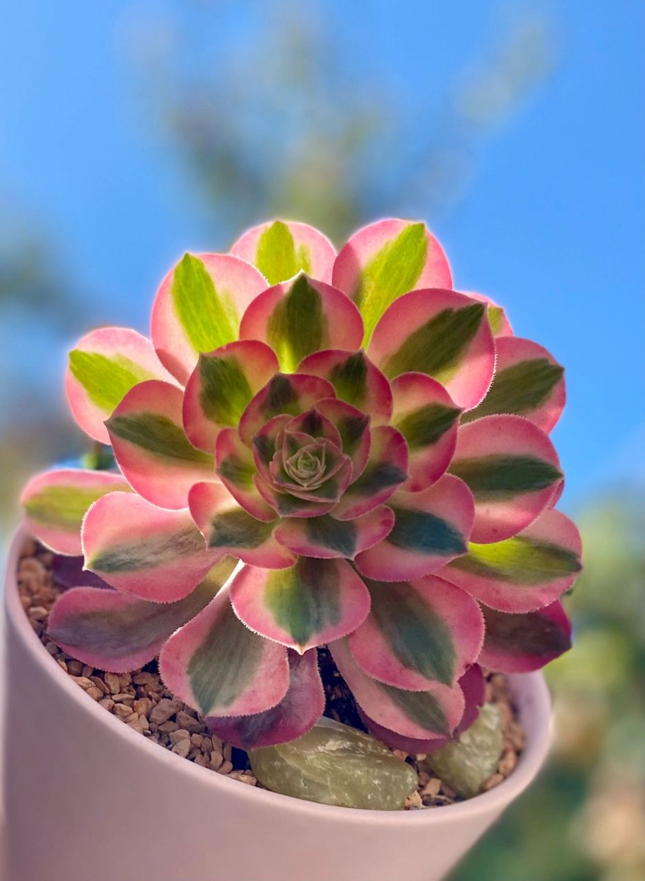 98粉色系多肉的颜值担当～法师"粉女巫" 粉女巫法师是景天科莲花掌