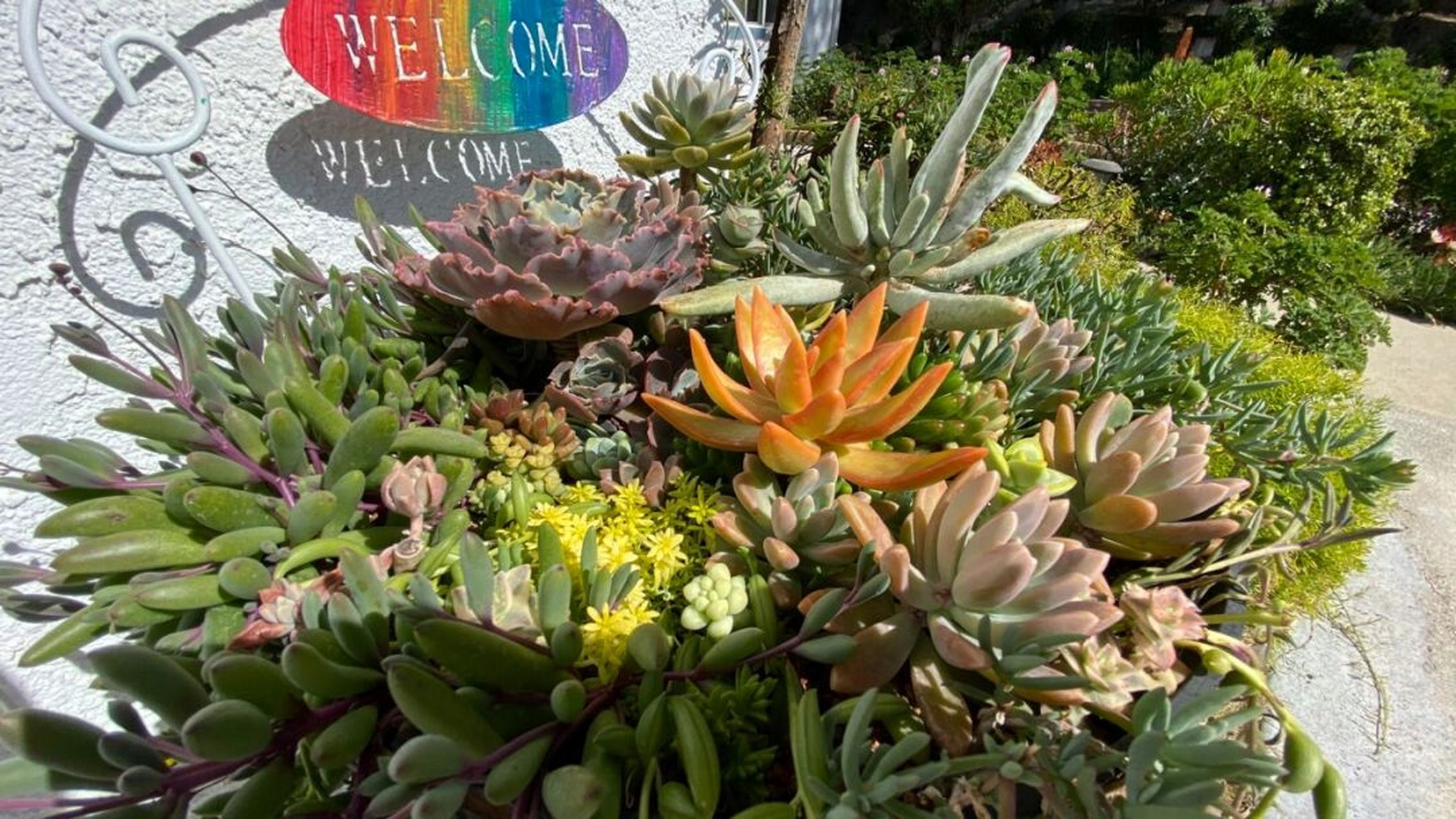 最好的护盆草(黄金万年草) 黄金万年草又叫黄金草,属于多肉植物的一种