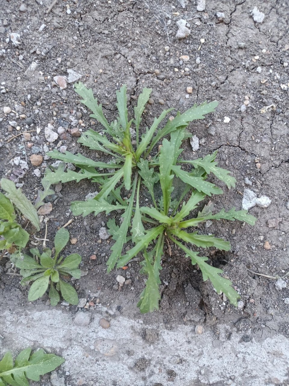 鉴别野菜荠菜婆婆丁 看看是不是,楼区里挖的哈哈好难鉴别啊