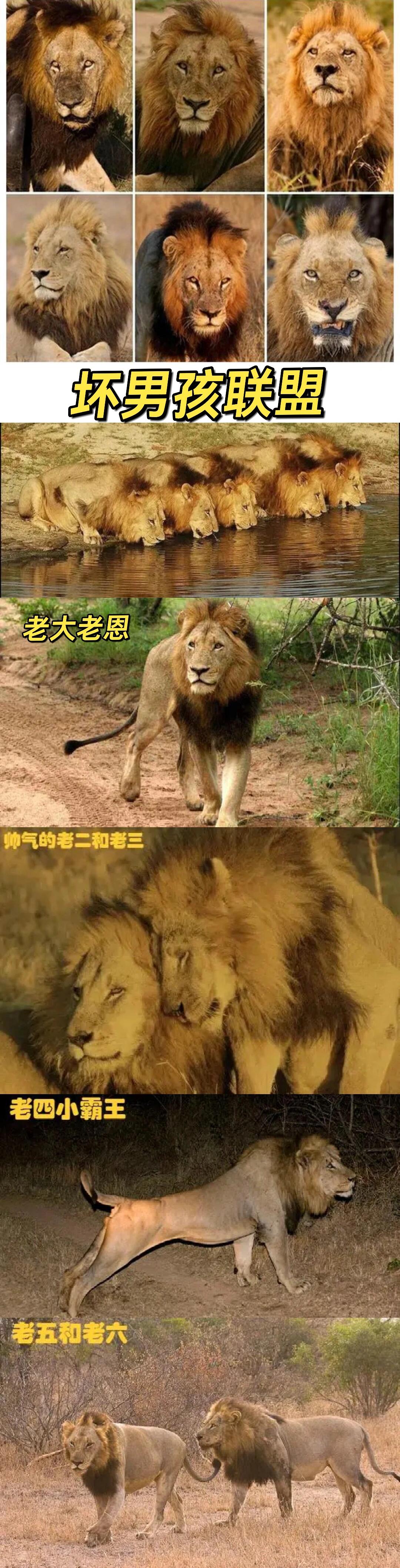 坏男孩联盟极为传奇,是狮子有史以来是最具智慧情义的.