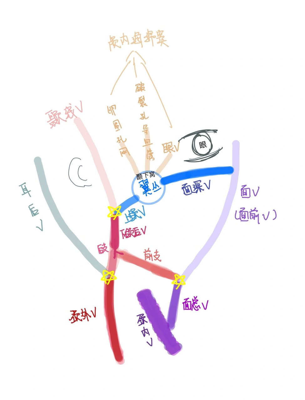 面部静脉丛图片