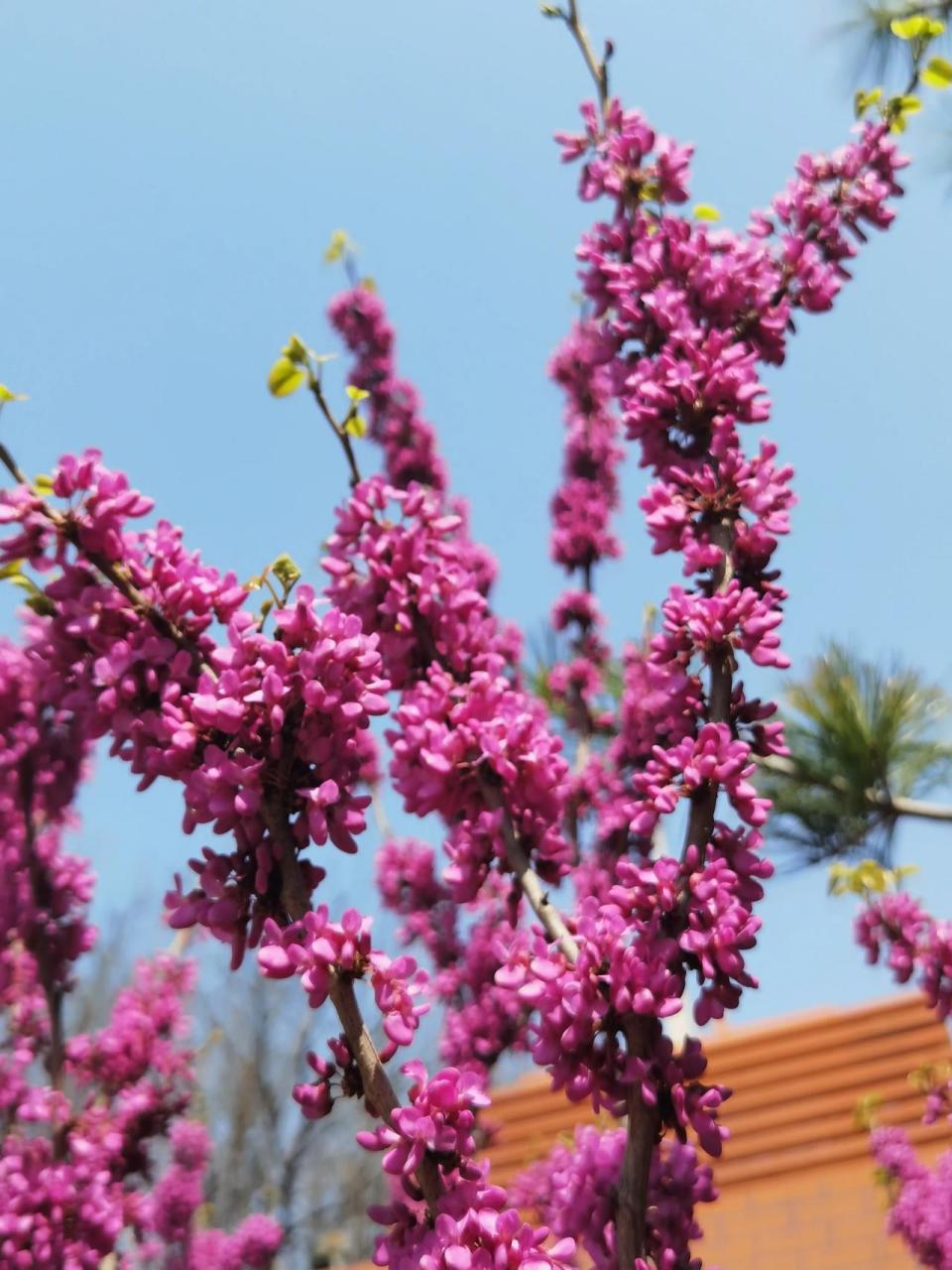 花海里的城阳(新天地广场)