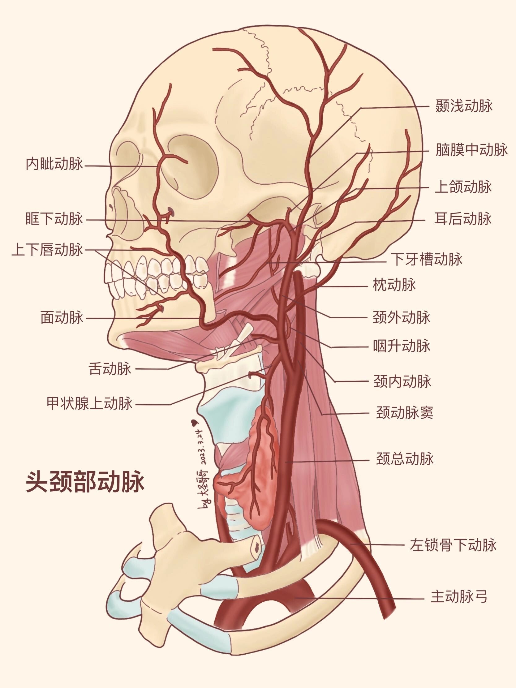 头颈部位置图图片