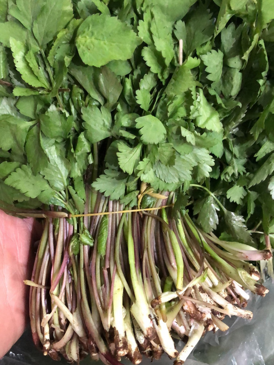 野生山芹菜 野生山芹菜,山芹菜别名大叶芹,其中含有丰富的蛋白质,脂肪