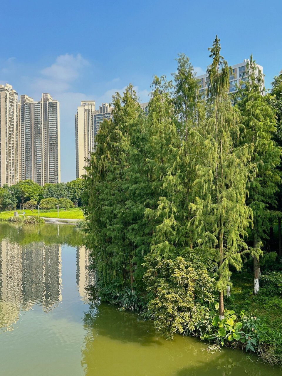 佛山适合遛狗的好地方绿岛湖湿地公园97 秋日 蓝天 绿地 周六 带上