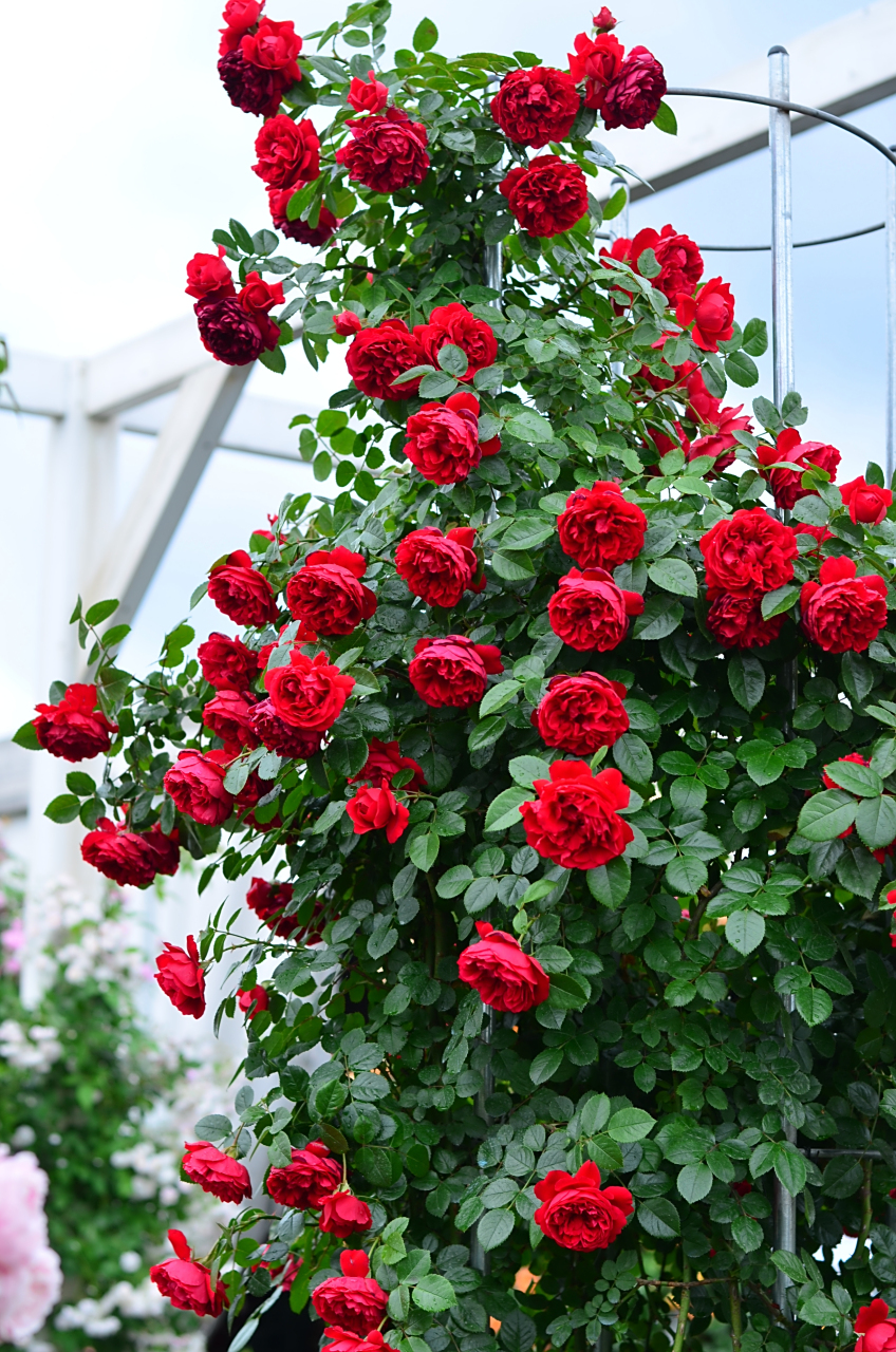 正红经典藤月 佛罗伦蒂娜 正红色藤本月季"弗洛伦蒂娜",德国adr测试