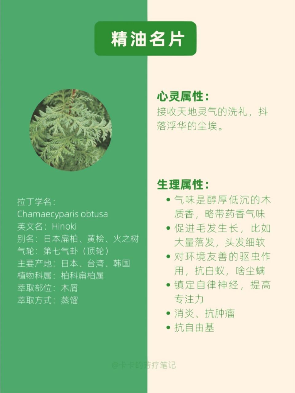 扁柏木精油图片