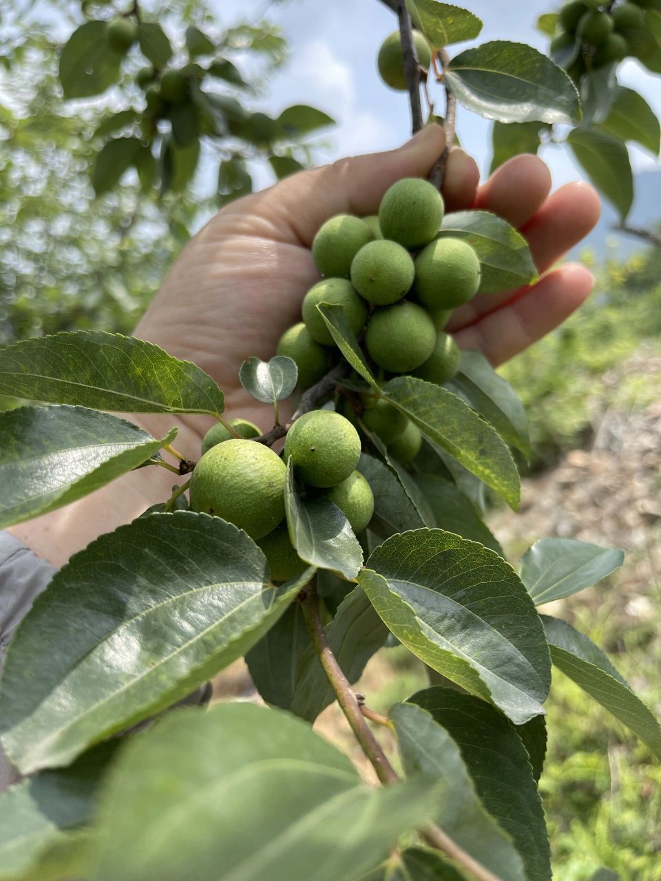 揭秘:尼泊尔凤眼菩提树98长什么样子?