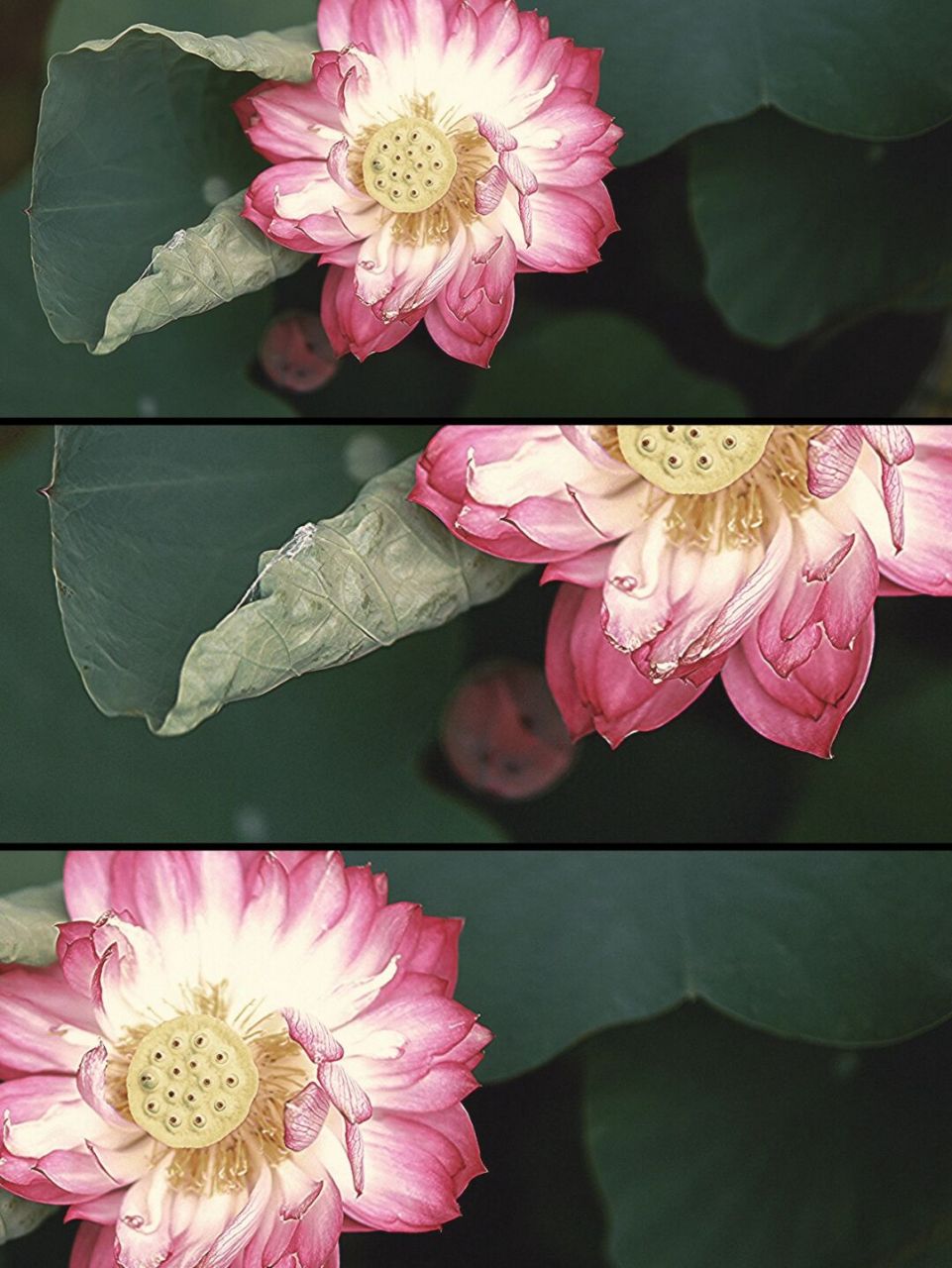 7415修图app:黄油04 7415滤镜:三格ii 80 7415特效