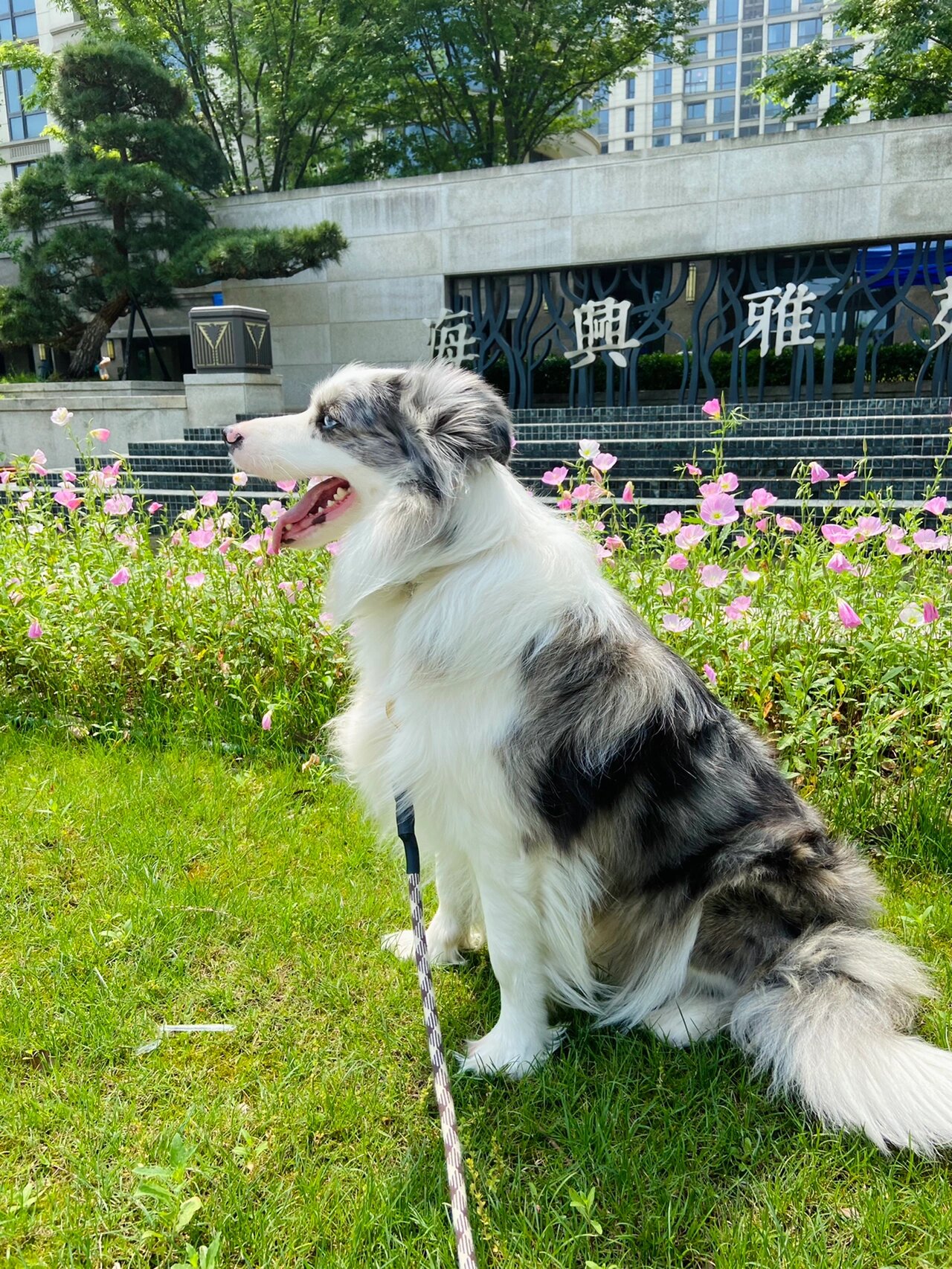 当你开始养一条陨石边牧后