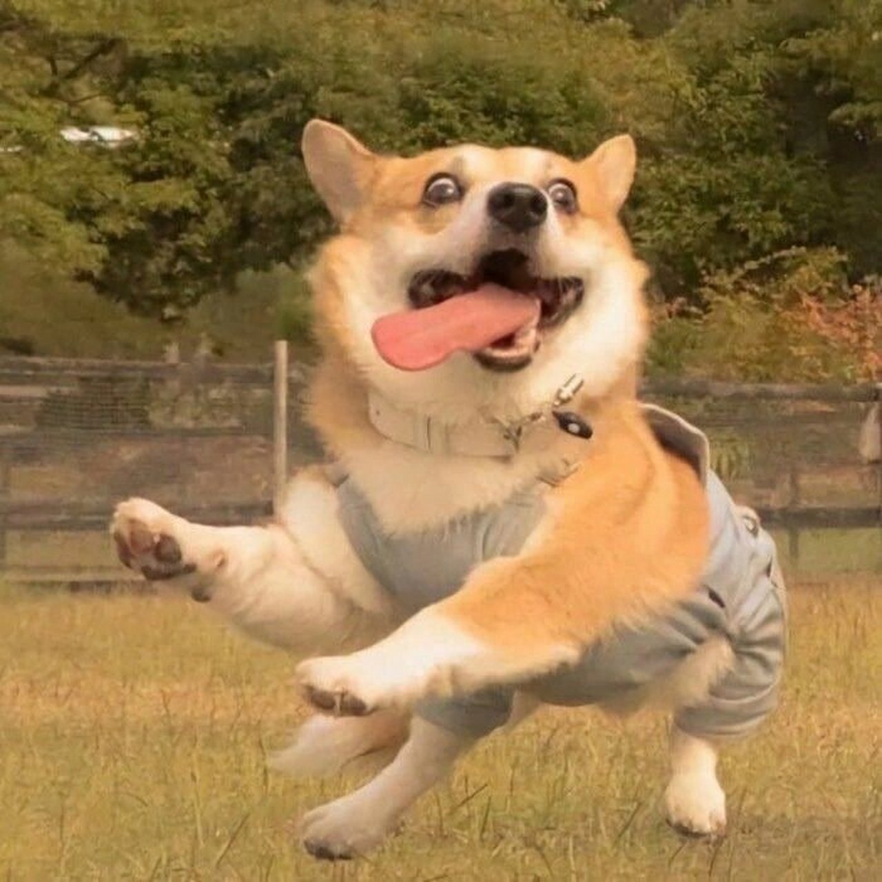 狗狗搞怪头像 ♥️