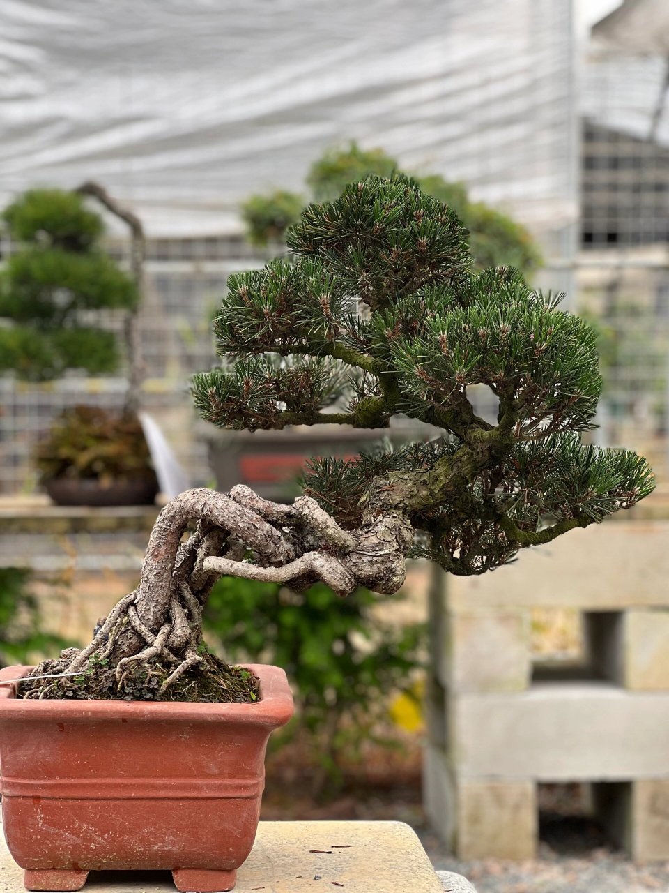 寿松---78千寿丸78 千寿丸叶子具有光泽呈深绿色95,针叶密,萌发