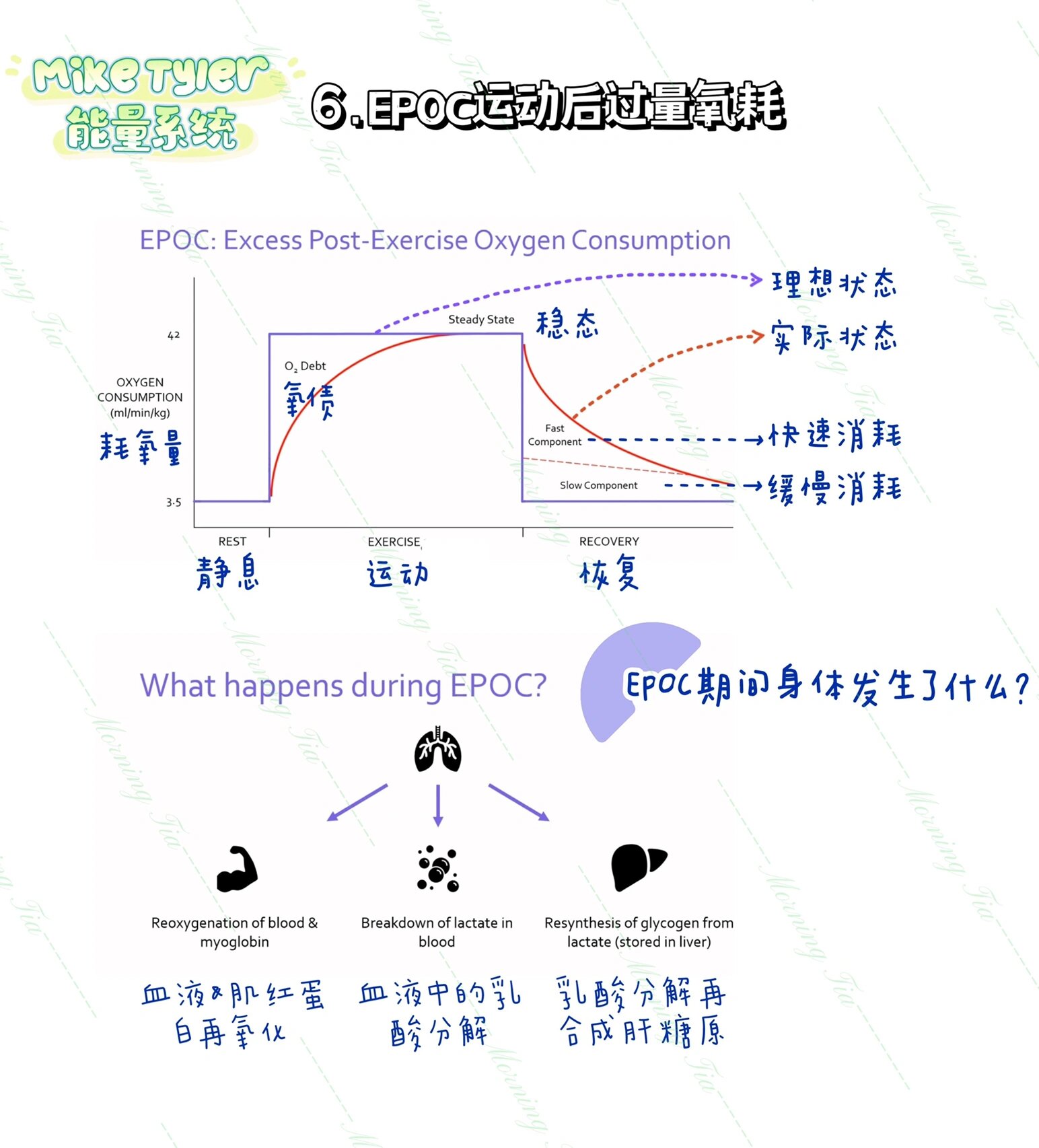 运动后过量氧耗图片