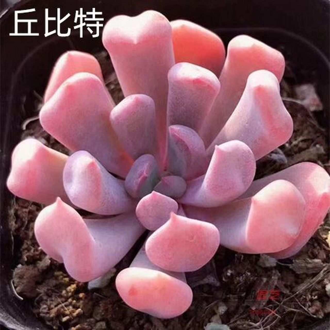 每天认识一种多肉  丘比特 每天认识一种多肉  丘比特 	 丘比特属于