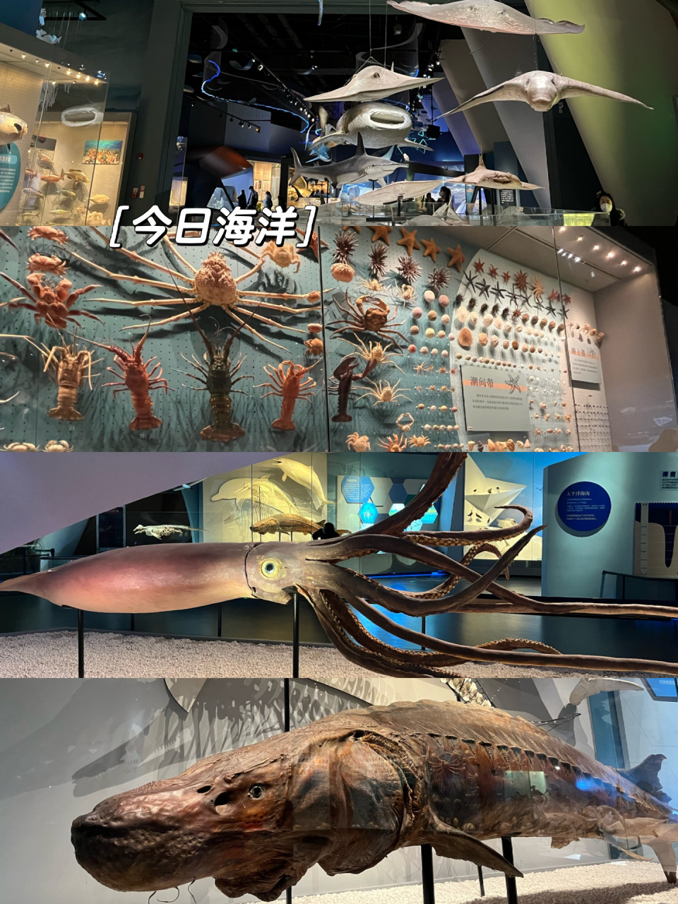 "海上故宫"天津国家海洋博物馆游览详细攻略 一直想带pino来的地方