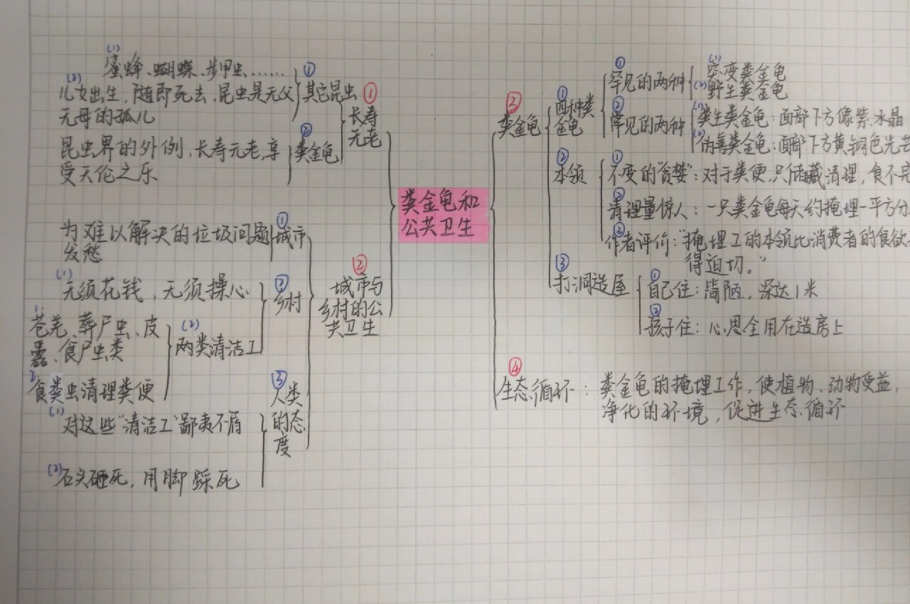 昆虫记思维导图资料图片