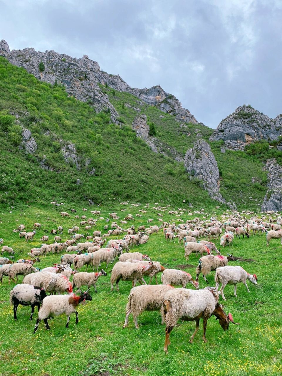 甘南之行day4 徒步【纳摩大峡谷】 6971521日 自驾07 唐克镇