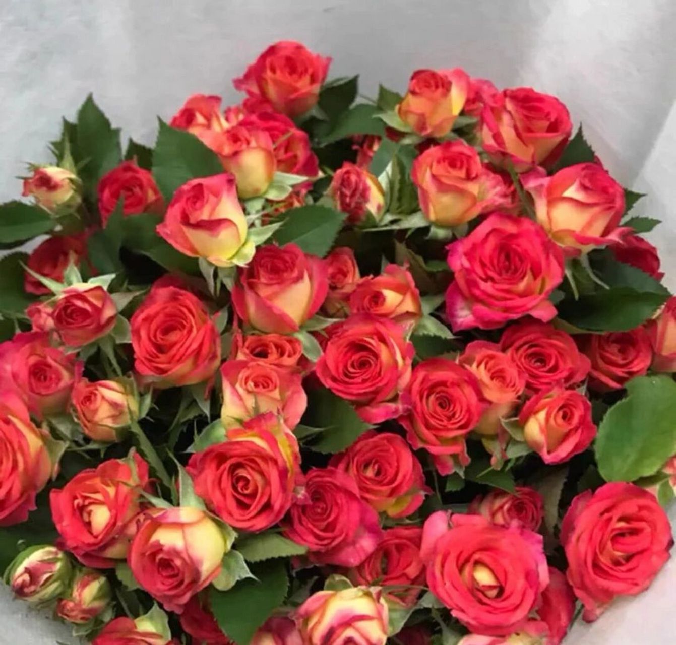 识花系列——橙色系多头玫瑰(之一)  94橙芭比 花语:羞涩的告白