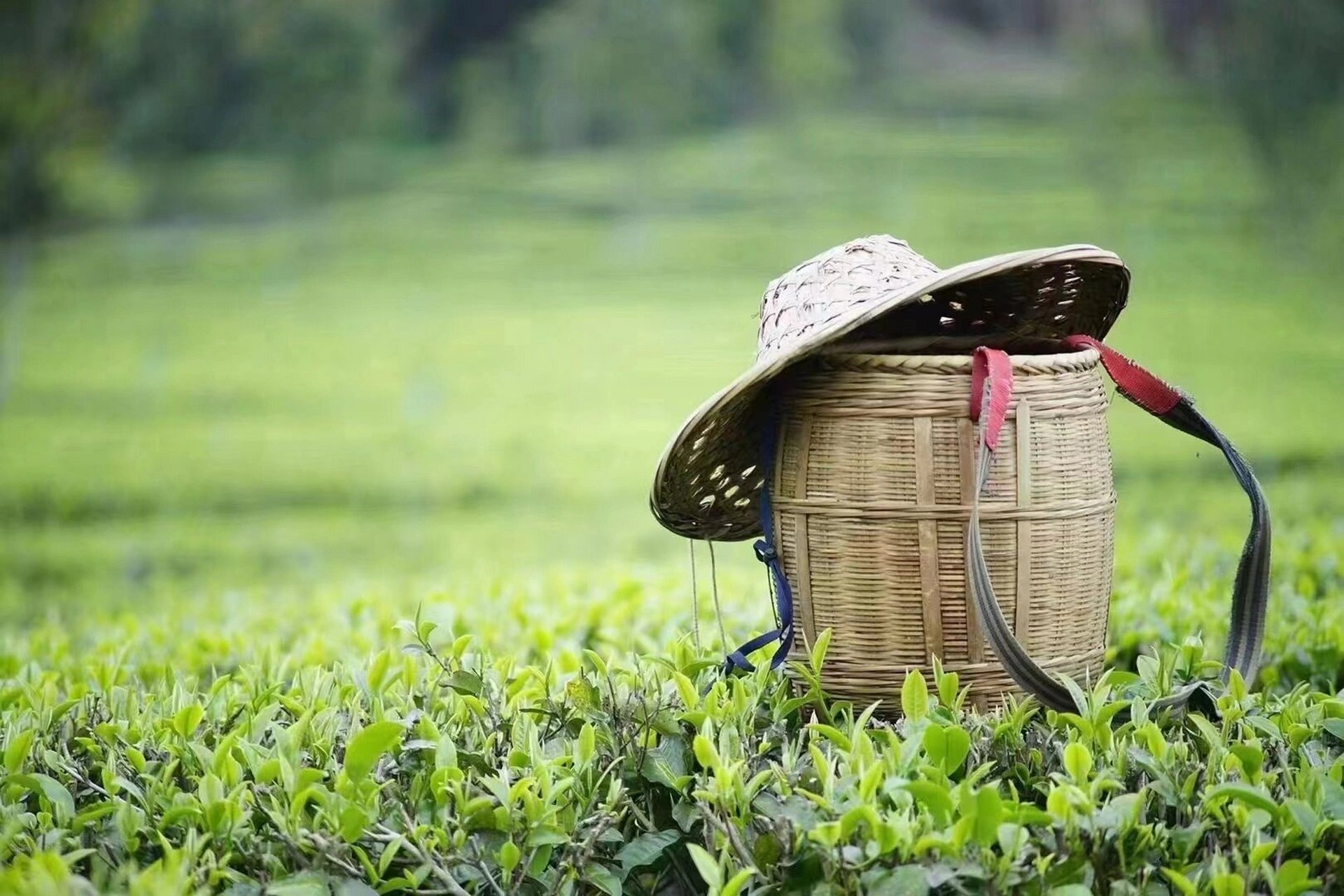 2023宜兴特产,宜兴红茶,碧螺春,太湖翠竹 78家人们,久违的红茶上新