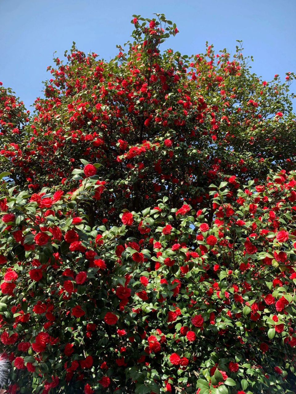 一棵长了一千年的茶花树 太美了!