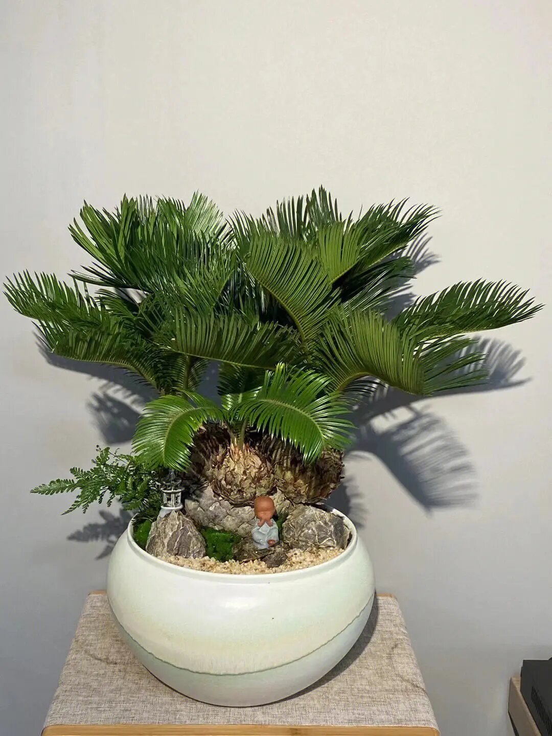 多头铁树的繁育探索