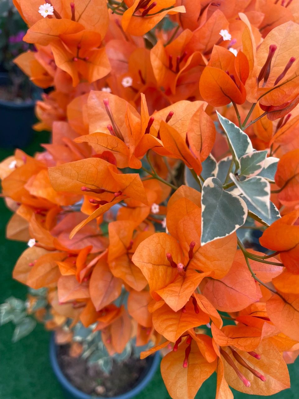 橙色条纹/小斑叶橙黄三角梅 冬季的它,开出如此热烈的颜色,爱了!