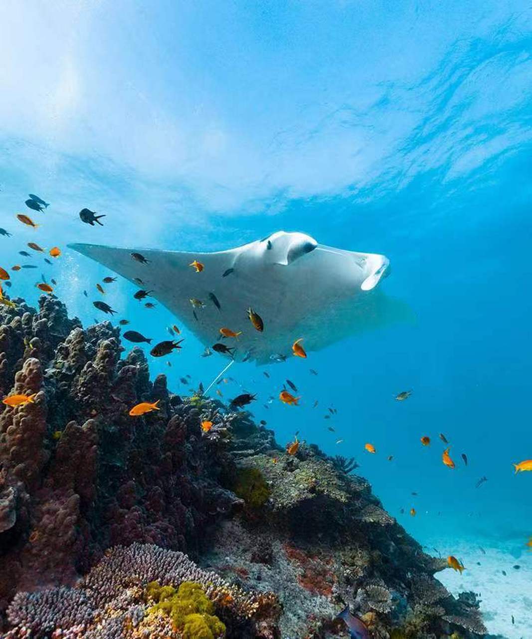 澳大利亚|大堡礁(great barrier reef) 沿澳大利亚东部海岸延绵长达 2