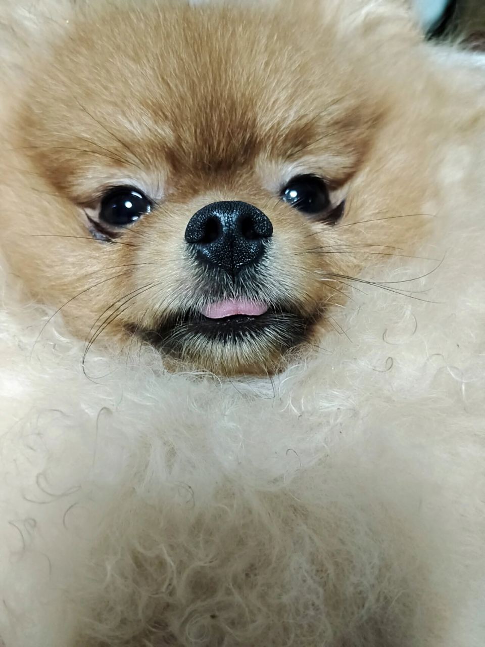 黄博美3个月到8个月的变化 逐渐变成红棕色.尴尬期好漫长.