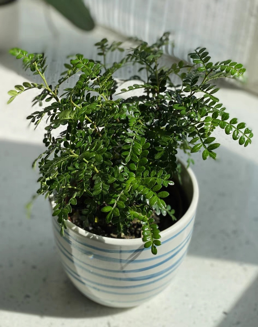 胡椒木原产地是日本,韩国· 光照:喜欢崇20-32度环境下,低于10度停止