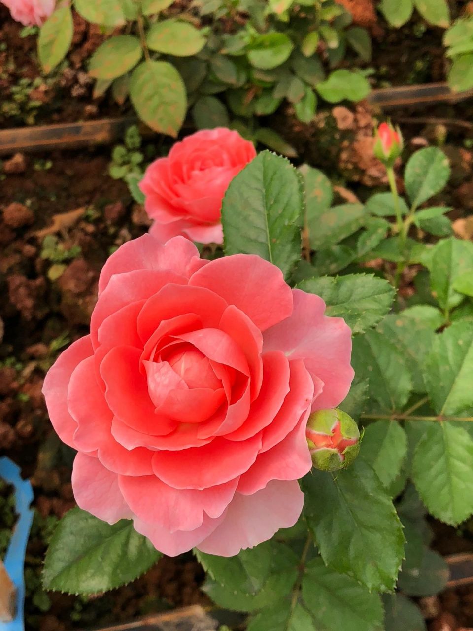 芳香王月季 一個被遺落的陽臺月季 芳香王陽臺 (rose terrazza