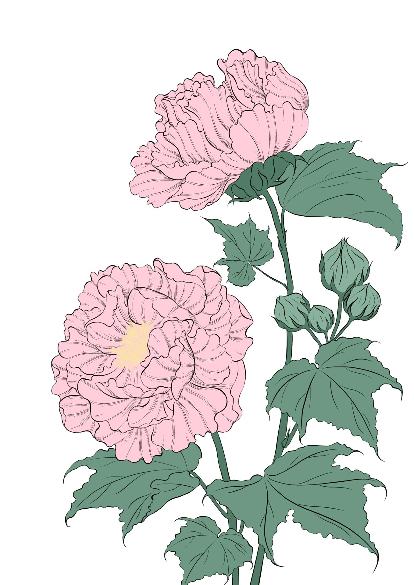 芙蓉花上色过程|附线稿